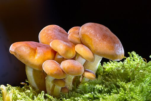 The Power of Mushroom Supplements: Everything You Need to Know